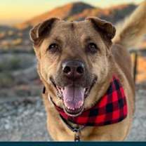 adopt-pet