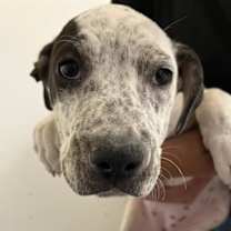 adopt-pet