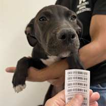 adopt-pet