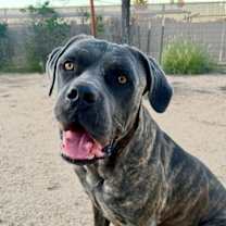 adopt-pet