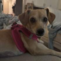 Thumbnail photo of Canela #4 #2