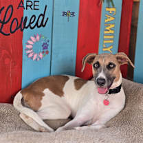 adopt-pet