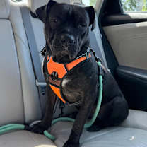 Thumbnail photo of Taz-maTAZ #2