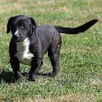 Thumbnail photo of Walrus #3