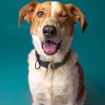 adopt-pet