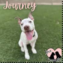 adopt-pet