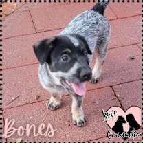 adopt-pet