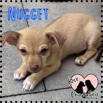 adopt-pet