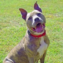 Thumbnail photo of Mistletoe #3