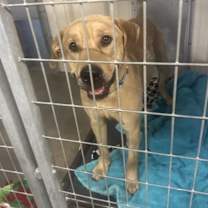 Thumbnail photo of Hank (Fostered in Omaha) #4