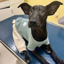 Thumbnail photo of Baby Adeline (p) #1