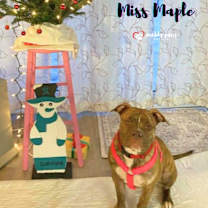 Thumbnail photo of Miss Maple #4