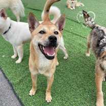 Thumbnail photo of Nuri #4