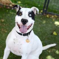 adopt-pet
