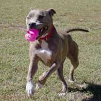 Thumbnail photo of Mistletoe #1