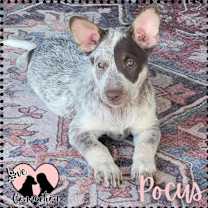 adopt-pet