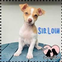 adopt-pet