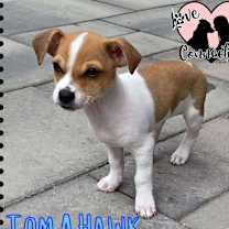 adopt-pet
