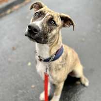 Thumbnail photo of Birch #2