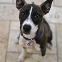 Thumbnail photo of Maisie #3