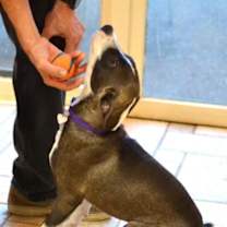 Thumbnail photo of Maisie #4