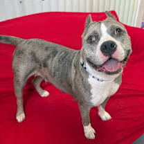 Thumbnail photo of Scrumpdillyumptious "Dilly #3