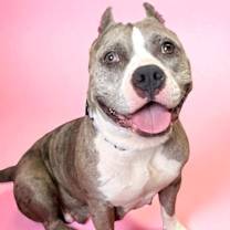 Thumbnail photo of Scrumpdillyumptious "Dilly #4