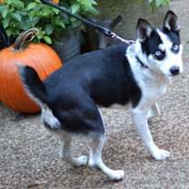 Thumbnail photo of Pearl #2