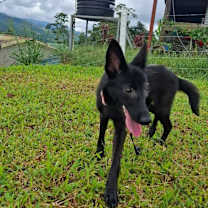 adopt-pet