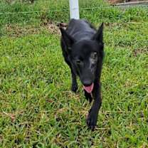 Thumbnail photo of Gracie #2