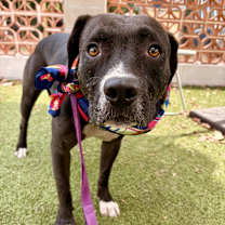 Thumbnail photo of Miss Daisy #2