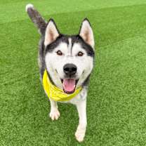 adopt-pet