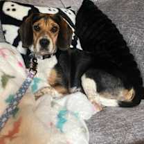 adopt-pet