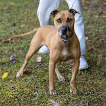 Thumbnail photo of SCOOBYDOO-30254 #2