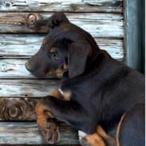 adopt-pet