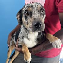 Thumbnail photo of Hiccup #1