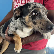 Thumbnail photo of Hiccup #2