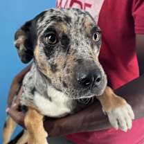 Thumbnail photo of Hiccup #3