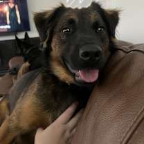 Thumbnail photo of Rusty #1