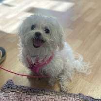 Thumbnail photo of Abbey #4