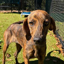 Thumbnail photo of Amber #1