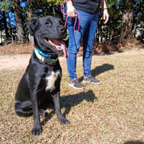 Thumbnail photo of Juniper #4