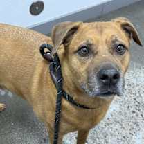 adopt-pet