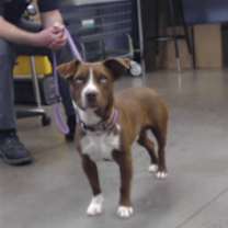 adopt-pet