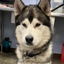 adopt-pet