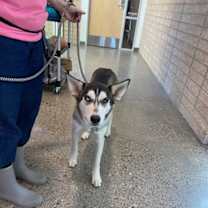 adopt-pet