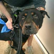 adopt-pet