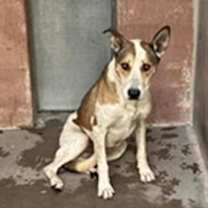 adopt-pet