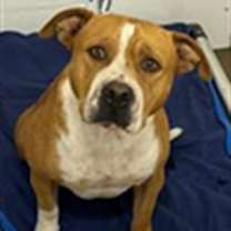 adopt-pet