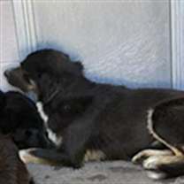 adopt-pet